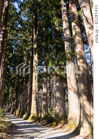 【長野県】　戸隠神社　奥社 85285431