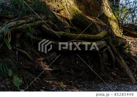 【長野県】　戸隠神社　奥社 85285449
