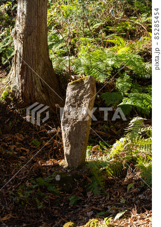 【長野県】　戸隠神社　奥社 85285454