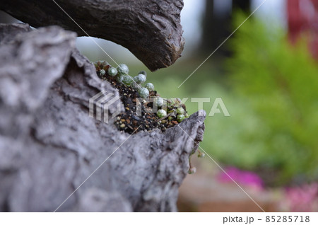 木に挟まれる多肉植物 木に挟まれる多肉植物 85285718