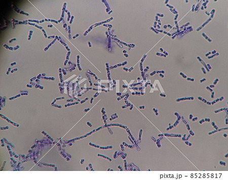 細菌の隔壁と胞子 85285817