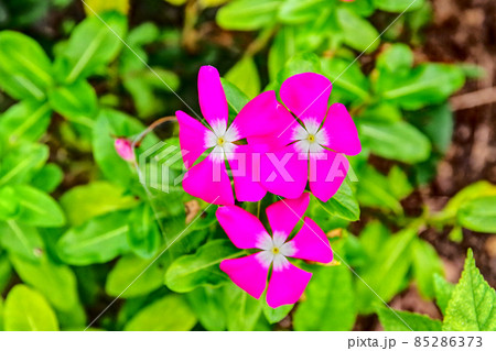 ピンクのニチニチソウ 85286373