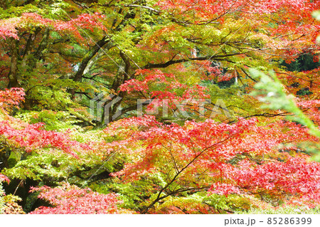 安芸太田町吉水園の紅葉の景色 85286399
