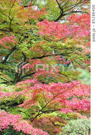 安芸太田町吉水園の紅葉の景色 85286400