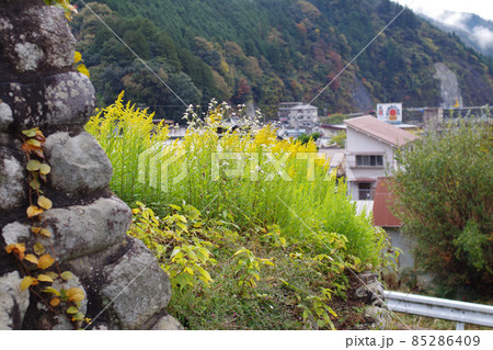石垣の傍のセイタカアワダチソウの景色 85286409