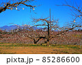 冬の桃畑と八ヶ岳 85286600