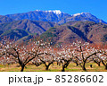 冬の桃畑と南アルプス 85286602