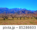 冬の桃畑と南アルプス 85286603