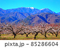冬の桃畑と南アルプス 85286604