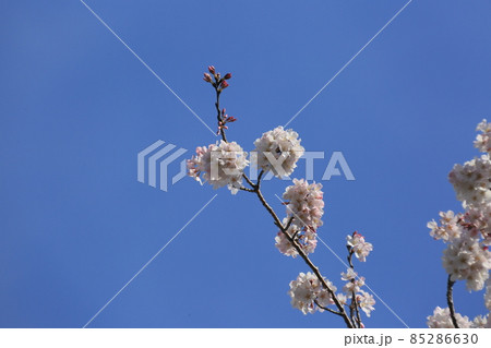 桜 小松乙女 桜 小松乙女 85286630