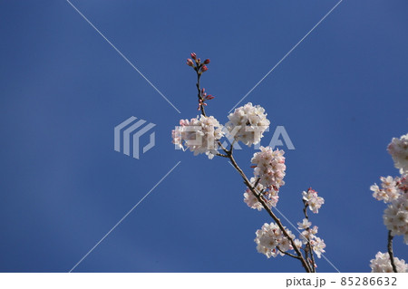 桜　　小松乙女 85286632