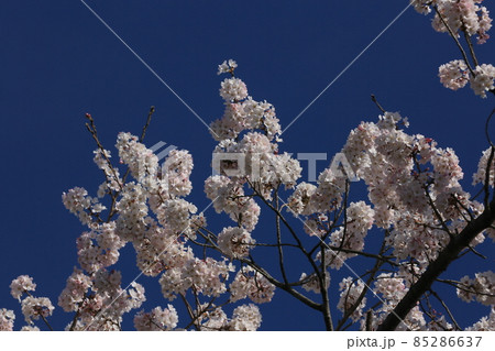 桜 小松乙女 桜 小松乙女 85286637
