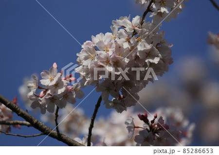 桜　　小松乙女 85286653