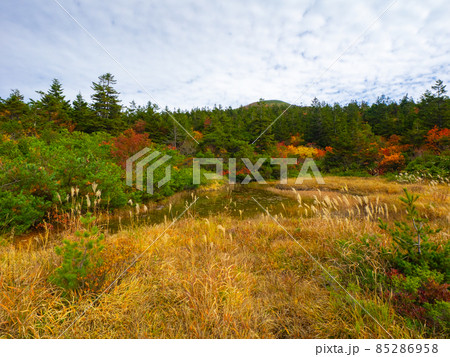 紅葉の湿原と沼 (山形県、蔵王、いろは沼) 85286958
