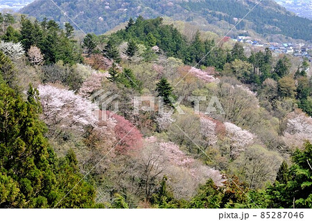 中野山の芽吹きの頃　【相模原市津久井　4月】 85287046