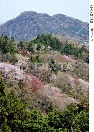 城山と中野山の芽吹きの頃 85287047