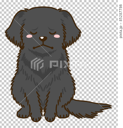 凹陷平毛獵犬 凹陷平毛獵犬 85287786