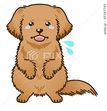 おびえるゴールデンレトリバーのイラスト素材