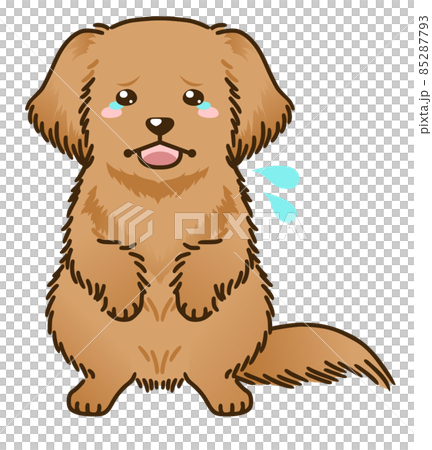 受驚的金毛獵犬 受驚的金毛獵犬 85287793