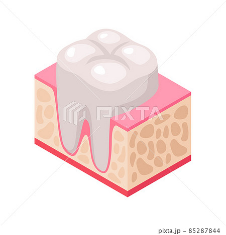 Tooth In Gum Composition 85287844