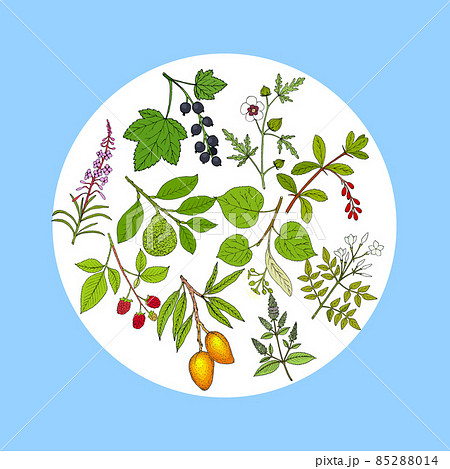 Set of different tea plants 85288014