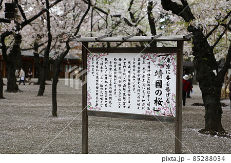 靖国神社 靖國神社 桜 85288034