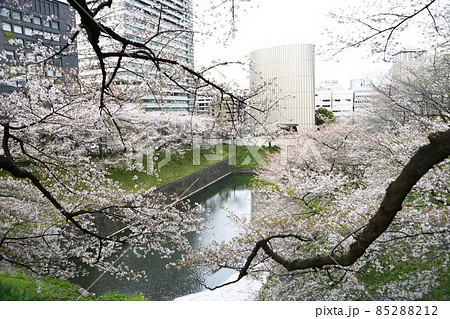 ソメイヨシノ 桜 さくら 85288212