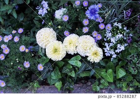 白いスプレーギクと紫の花 85288287