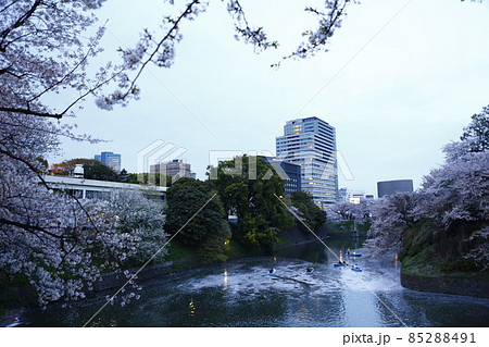 ソメイヨシノ 桜 さくら 85288491