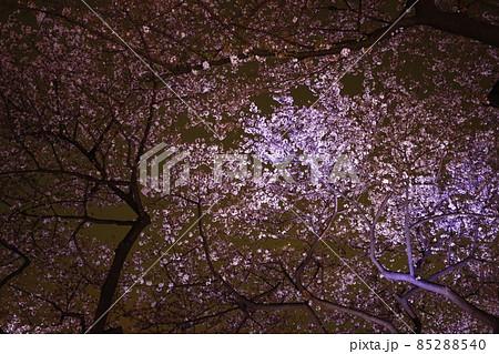 ソメイヨシノ 桜 さくら 85288540