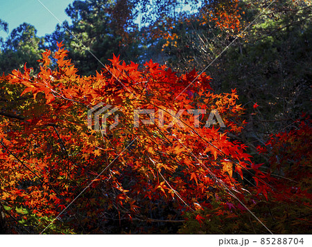 【埼玉】秋の鳥居観音 紅葉巡り 85288704