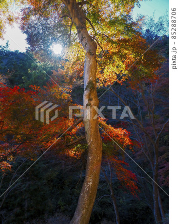 【埼玉】秋の鳥居観音 紅葉巡り 【埼玉】秋の鳥居観音 紅葉巡り 85288706