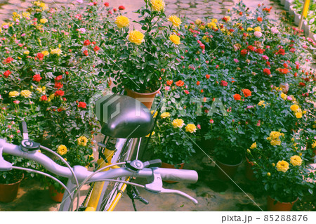 flower garden vibrant blossom in springtime, rose pot on saddle of yellow bike, Da Lat flower garden vibrant blossom in springtime, rose pot on saddle of yellow bike, Da Lat 85288876