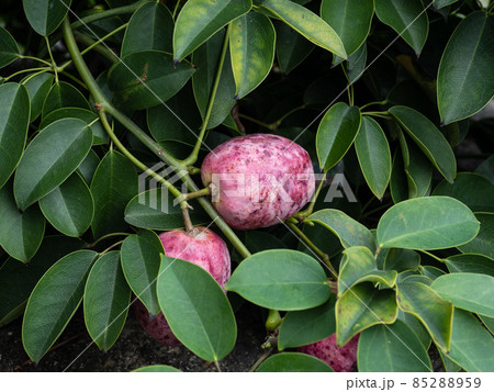 紅いムベの実 85288959