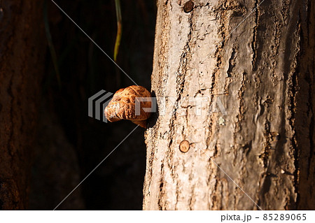 シイタケ栽培 85289065