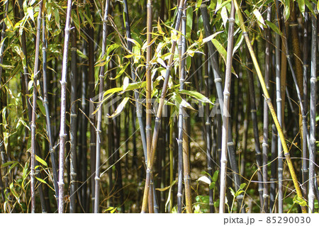 江陵 烏竹軒 屋外 85290030