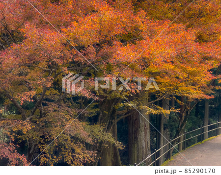 四国霊場第66番札所「雲辺寺」の紅葉 四国霊場第66番札所「雲辺寺」の紅葉 85290170