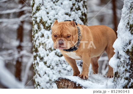 American bully dog playing in the snow, selective focus 85290343