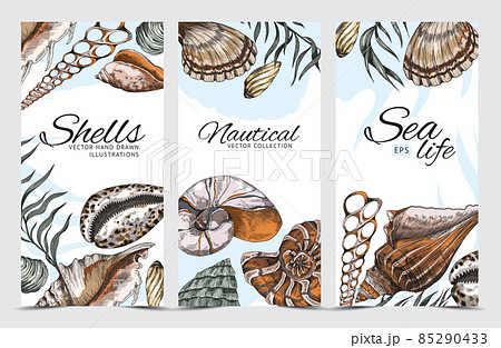 Backgrounds set with hand drawn sea shells, engraving color vector illustration. 85290433