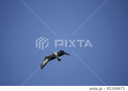 大牟田市　三池港　飛翔するミサゴ、 85290673