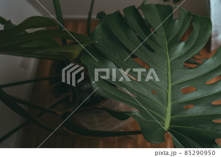 House plant in dark green stands in an apartment House plant in dark green stands in an apartment 85290950