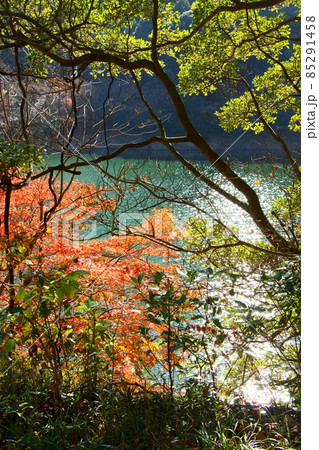 鱒渕ダムの紅葉 85291458