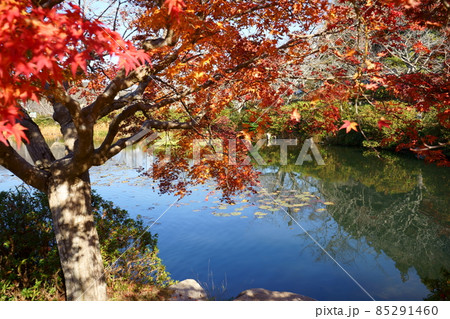 東行池と紅葉 85291460
