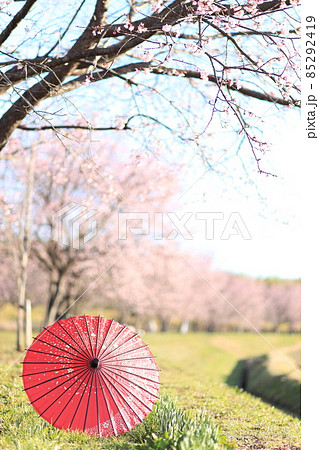 埼玉県　北浅羽桜堤公園　桜と和傘 85292419