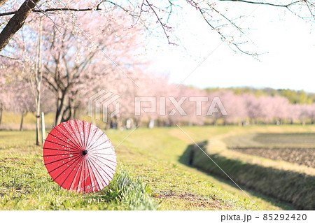 埼玉県　北浅羽桜堤公園　桜と和傘 85292420