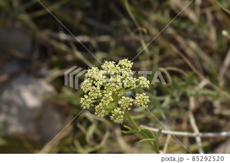 Sea fennel Sea fennel 85292520