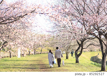 埼玉県　北浅羽桜堤公園　桜 85292527