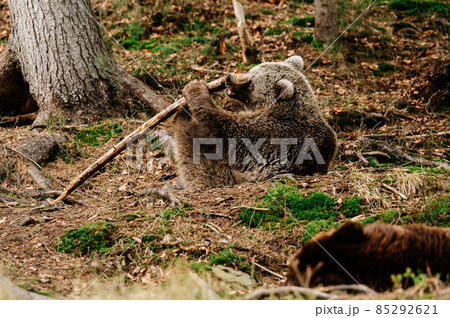 A big and formidable bear plays with a stick, a spring rest for a bear, a forest dweller. A big and formidable bear plays with a stick, a spring rest for a bear, a forest dweller. 85292621