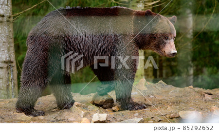 A large brown bear walks through the woods in search of food after hibernation. A large brown bear walks through the woods in search of food after hibernation. 85292652