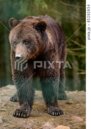 After hibernation, the brown bear walks through the forest in search of food, the Carpathian forests and its inhabitants. After hibernation, the brown bear walks through the forest in search of food, the Carpathian forests and its inhabitants. 85292654